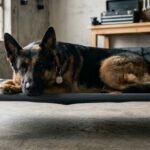Most Indestructible Dog Beds for Large Breeds